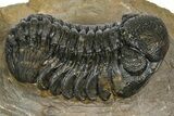 Phacopid (Morocops) Trilobite - Foum Zguid, Morocco #372433-1